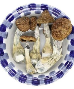 Buy Blue Goba Magic Mushroom Online