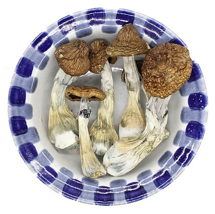 Buy Blue Goba Magic Mushroom Online