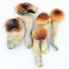 Buy Blue meanies magic mushrooms