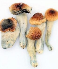 Buy Blue meanies magic mushrooms