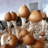 Buy Pink Buffalo Mushroom