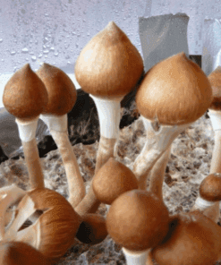 Buy Pink Buffalo Mushroom