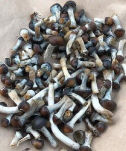Buy Psilocybe Baecoystis