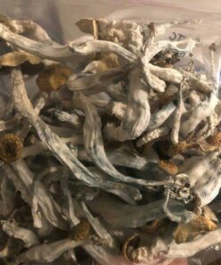 Buy Psilocybe Cubensis
