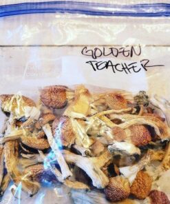 Buy golden teacher mushroom