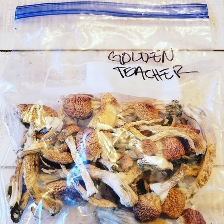 Buy golden teacher mushroom