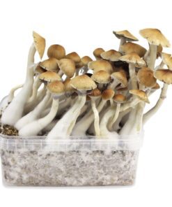 Cambodian Magic Mushrooms