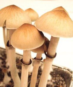 Hawaiian magic mushrooms