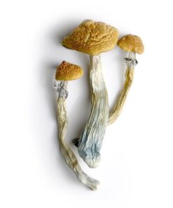 Lyophilized Goldmember Magic Mushrooms for sale