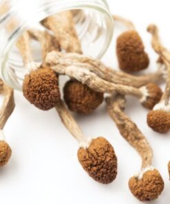 psilocybin mushrooms for sale