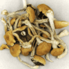 Malabar Mushroom Strain for sale