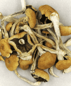 Malabar Mushroom Strain for sale