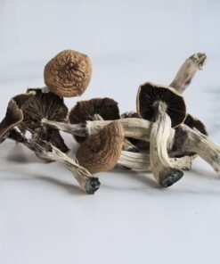 Mazatapec Magic Mushroom