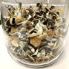 Psilocybe  Azurescens  mushroom spores for sale