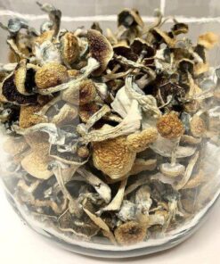 Psilocybe  Azurescens  mushroom spores for sale