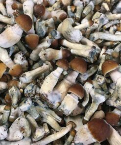 Psilocybe Cyanescens for sale