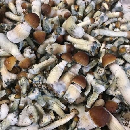 Psilocybe Cyanescens for sale