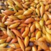 Tabernanthe Iboga seeds for sale
