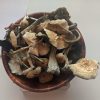 albino a mushroom