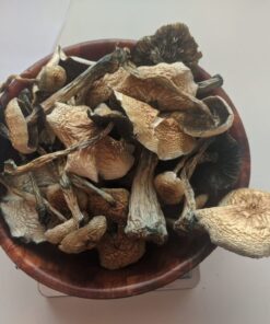 albino a mushroom