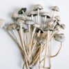 liberty cap mushrooms for sale
