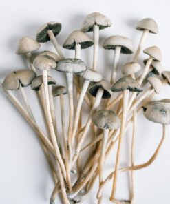 liberty cap mushrooms for sale