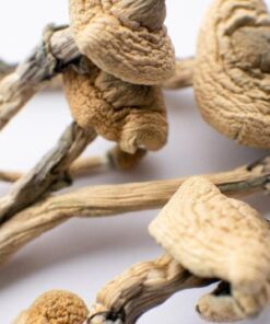 psilocybe cubensis mushrooms for sale