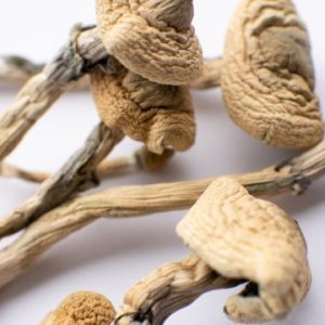 psilocybe cubensis mushrooms for sale