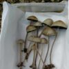 psilocybe mexicana for sale