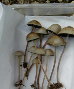 psilocybe mexicana for sale