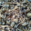 psilocybe semilanceata for sale