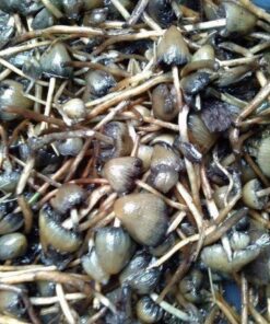 psilocybe semilanceata for sale