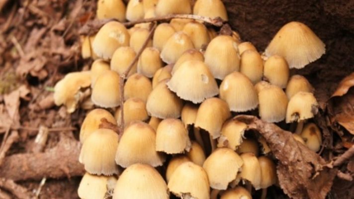 Buy magic mushroom Ireland