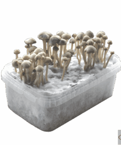 Buy  Copelandia Hawaiian mushroom grow kit