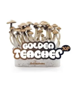 Buy Golden Teacher Mushrooms Grow Kit. 
