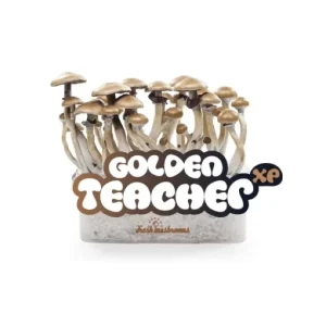Buy Golden Teacher Mushrooms Grow Kit. 