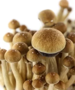 Buy Grow Kit Mckennaii