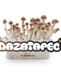 Buy Mazatapec grow kit