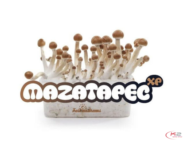 Buy Mazatapec grow kit