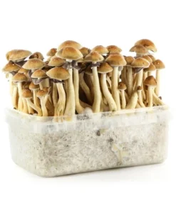 Buy Panama Supa Grow Kit