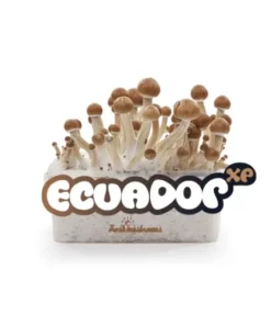Ecuador cubensis grow kit