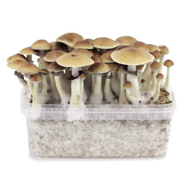 Magic Mushroom Grow Kit B+
