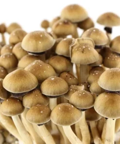 Buy Psychedelics  Online