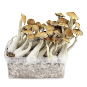 magic mushroom grow kit