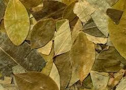 Coca leaves for sale Online
