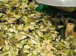 coca leaves 500 grams
